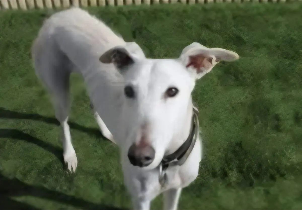 perro lost   43850 Cambrils Figo