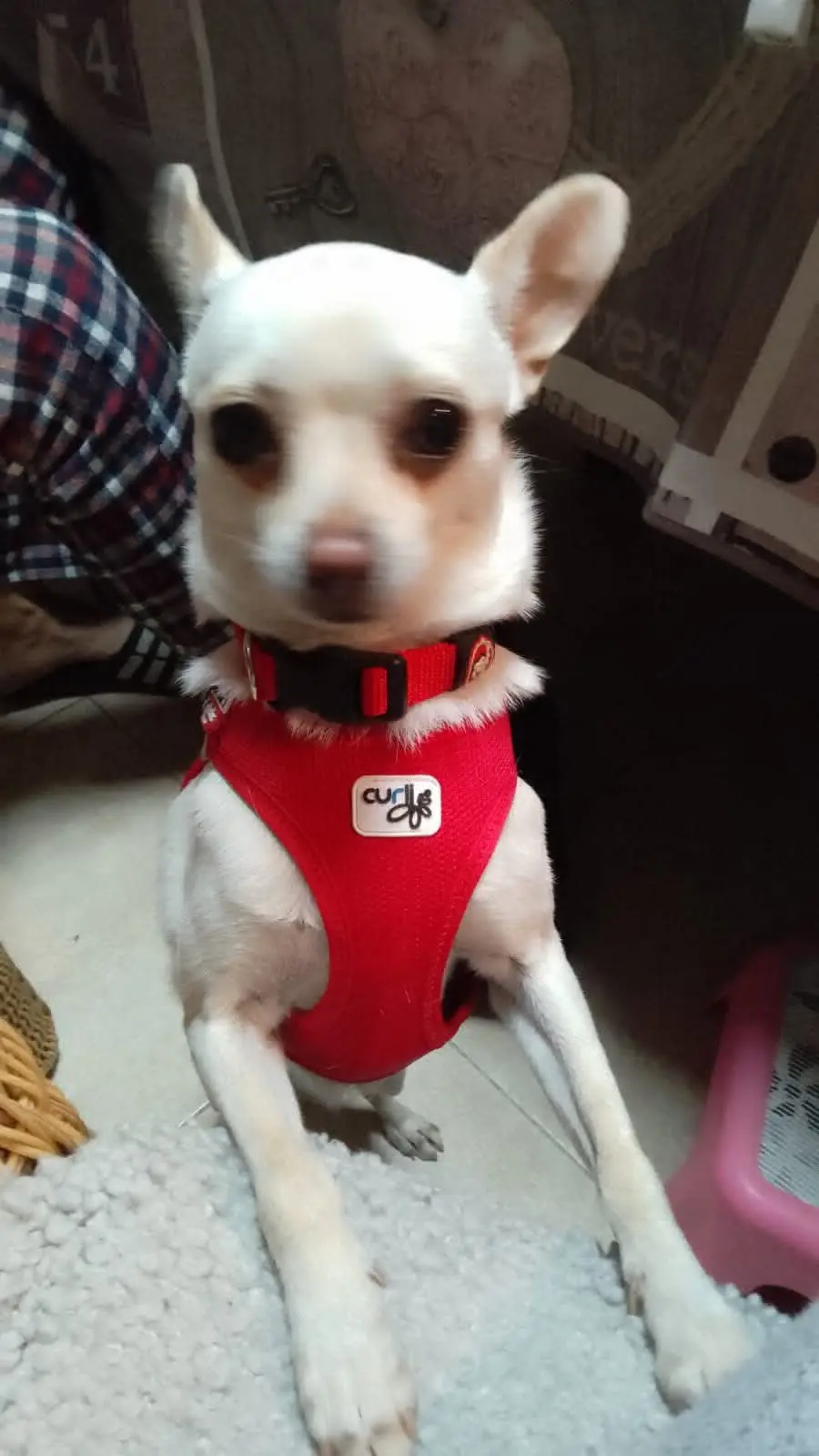 perro lost   43300 Mont-roig del Camp Jack