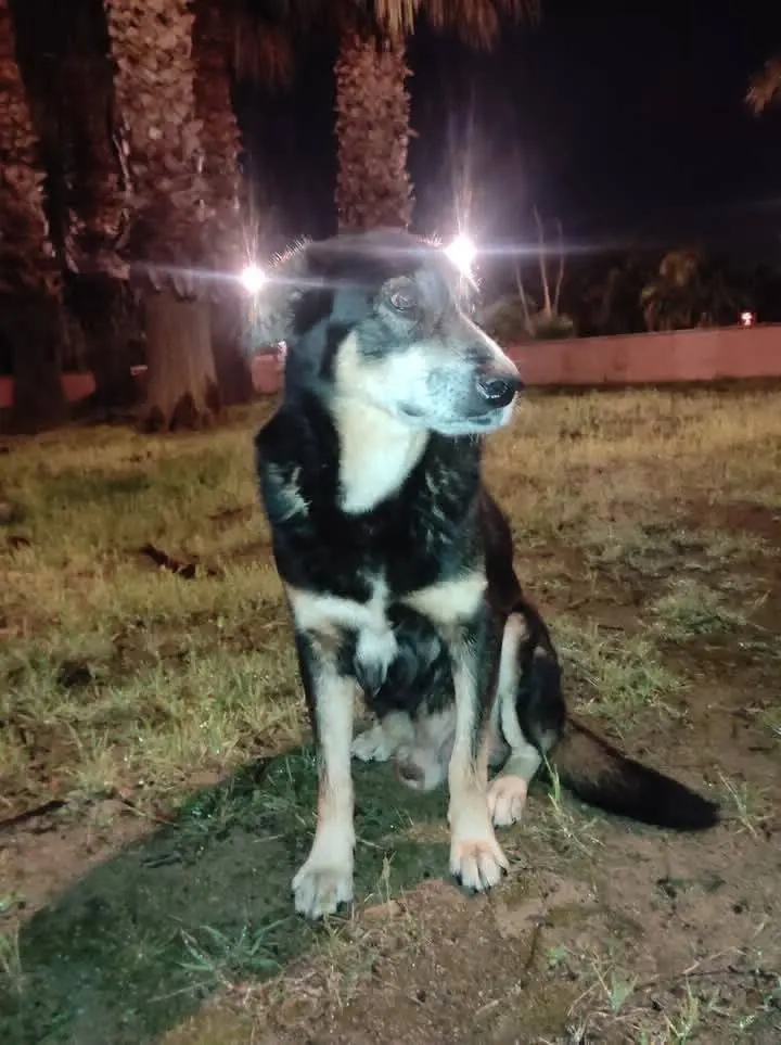 perro lost   43850 Cambrils Pompo