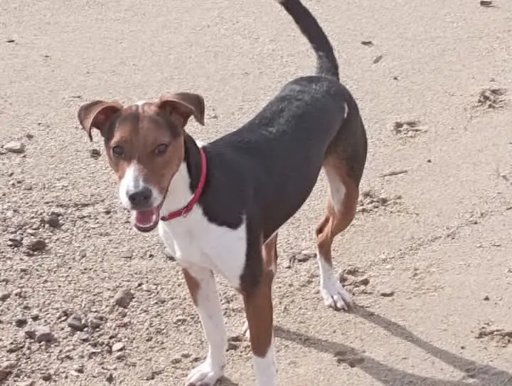 perro lost    Reus Drac
