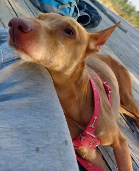 perro lost   43470 la Selva del Camp Ury