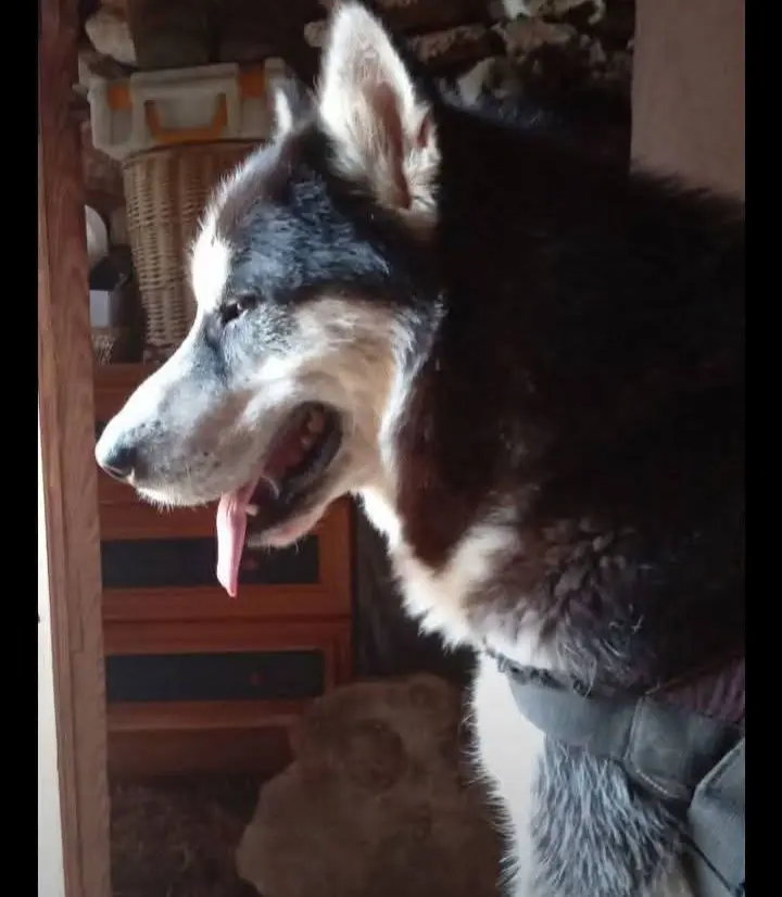 perro lost   43817 el Pont d'Armentera Muffy