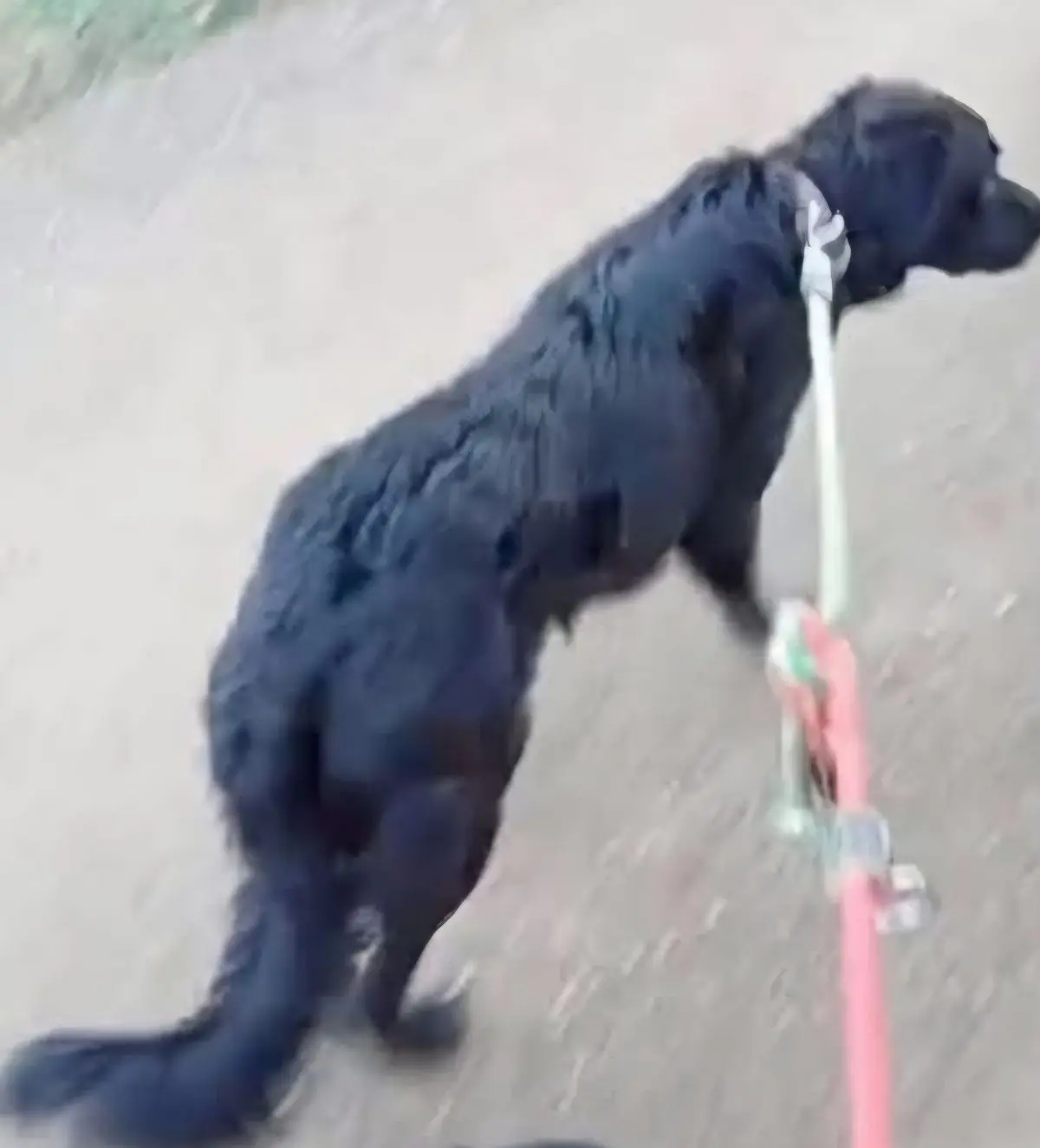 perro lost   43558 Freginals Blacky