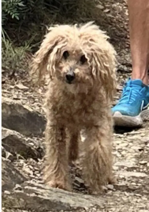 perro lost   43893 Altafulla Rocco