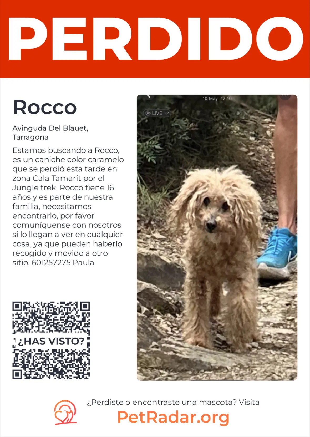 perro lost    Tarragone Rocco
