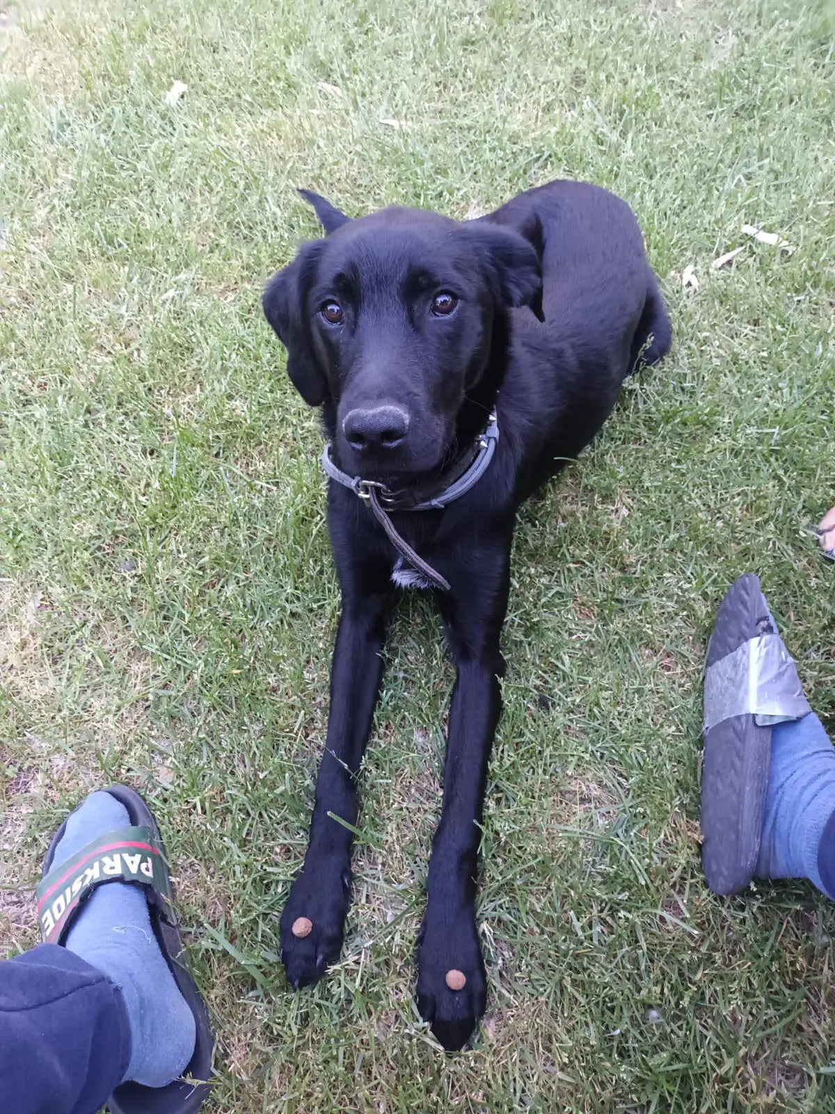 perro lost    Gálvez Apero