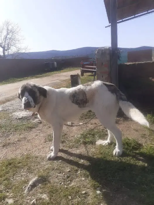 perro lost   45212 Lominchar Capitán