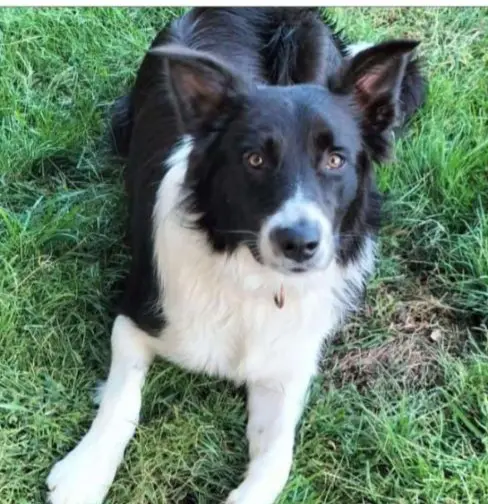 perro lost    Caleruela Dante