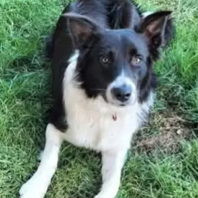 perro lost   45513 Santa Cruz del Retamar Dante