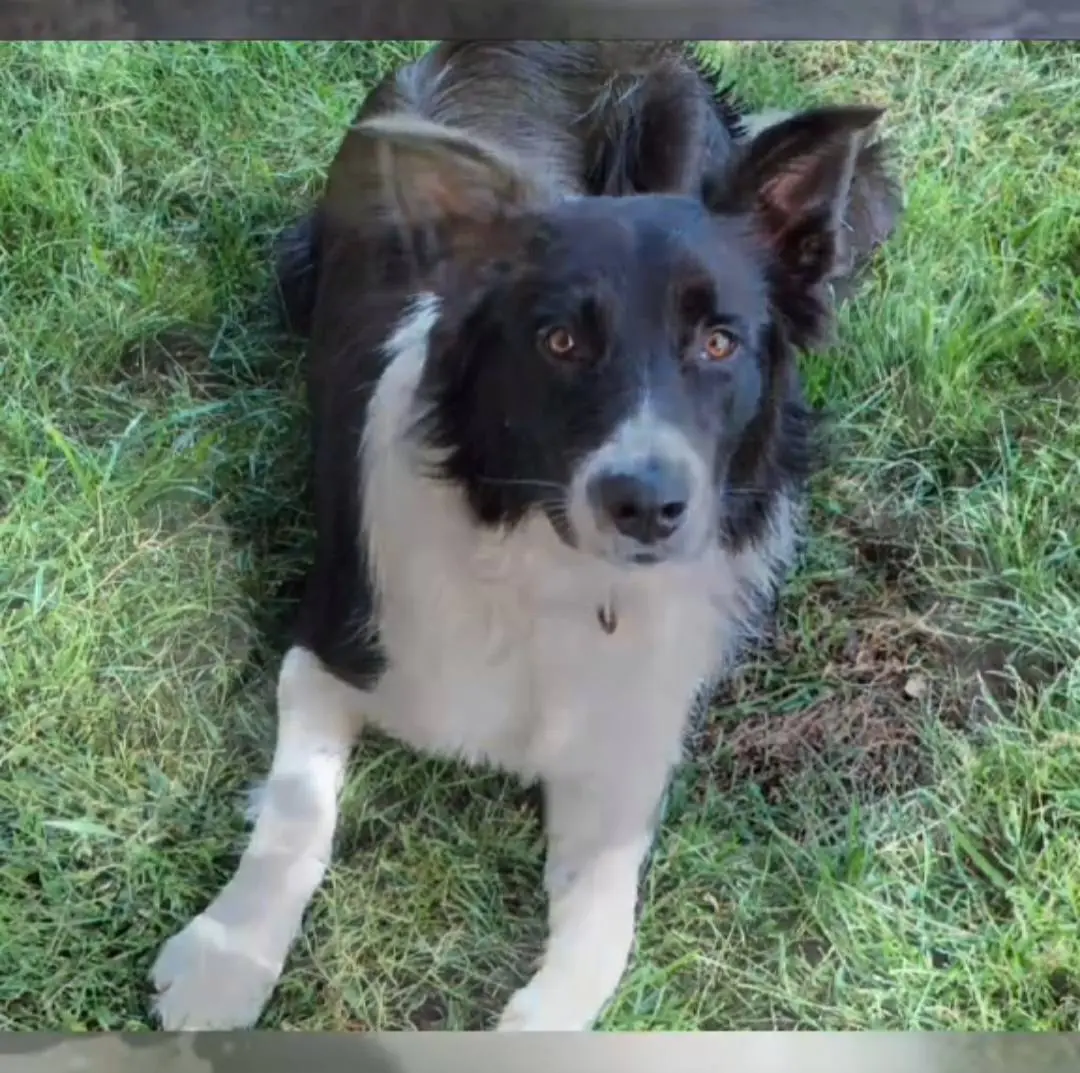 perro lost   45513 Santa Cruz del Retamar Dante