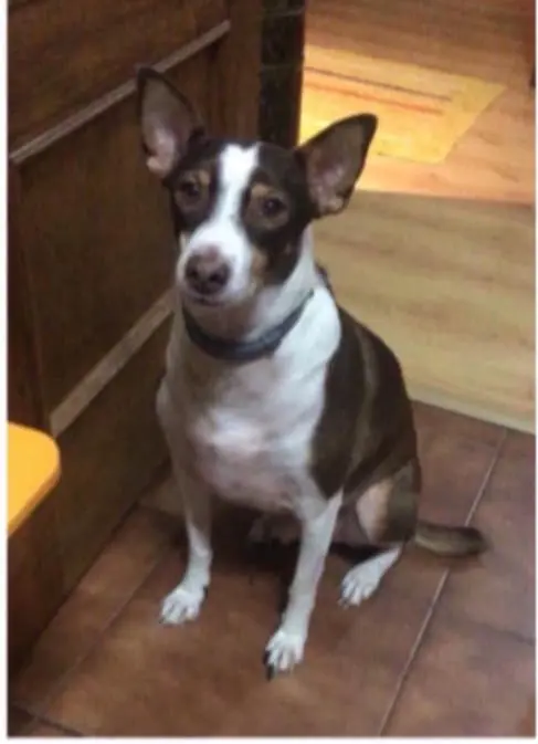 perro lost    Talavera de la Reina Denky
