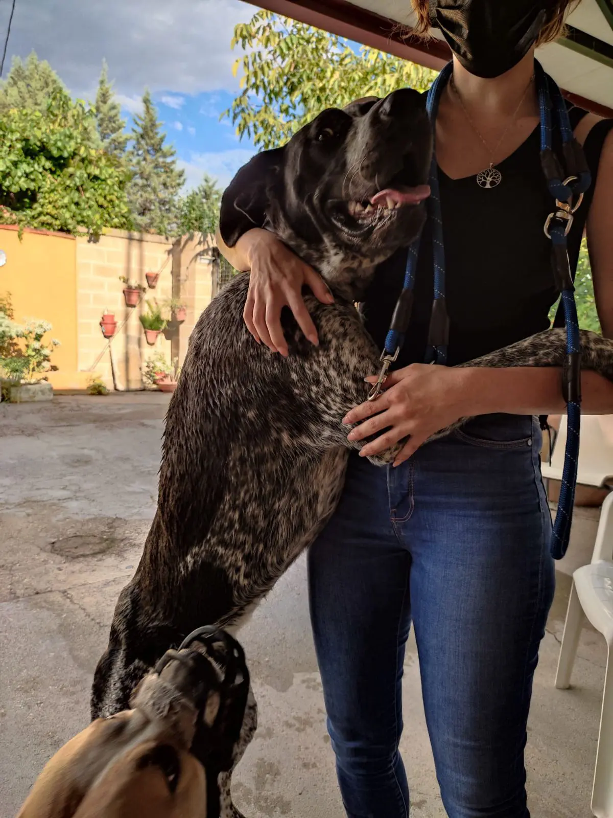 perro lost    Talavera de la Reina Golfo