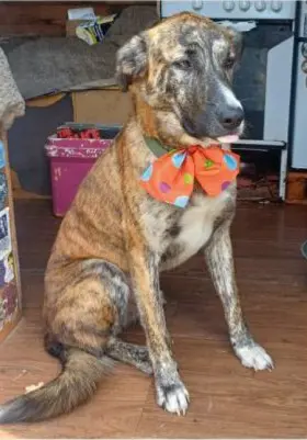perro lost   45513 Santa Cruz del Retamar Jupe