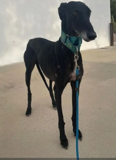 perro lost    Mascaraque Lisardo