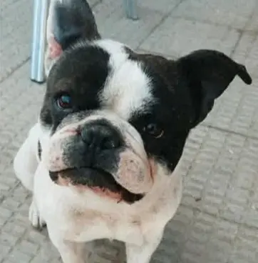 perro lost   45220 Yeles Lucho