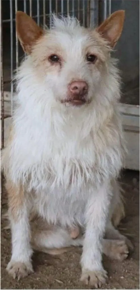 perro lost   45529 Yuncler Messi