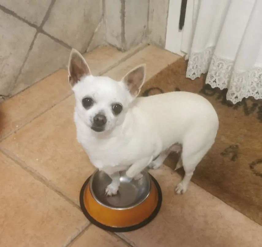 perro lost   45150 Navahermosa Moli