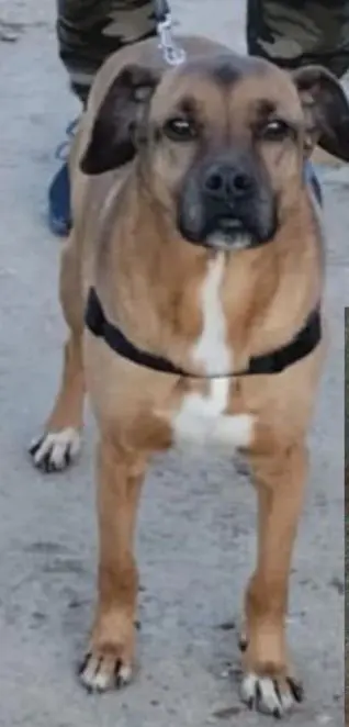 perro lost   45510 Fuensalida Nano