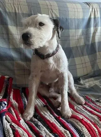 perro lost    Villaseca de la Sagra Nico
