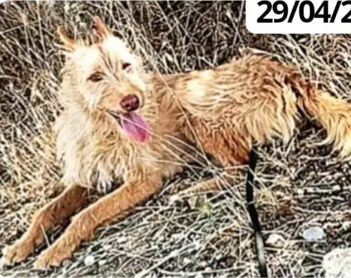 perro lost    Aldea en Cabo Otti