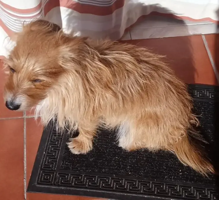perro lost   45500 Torrijos Perro