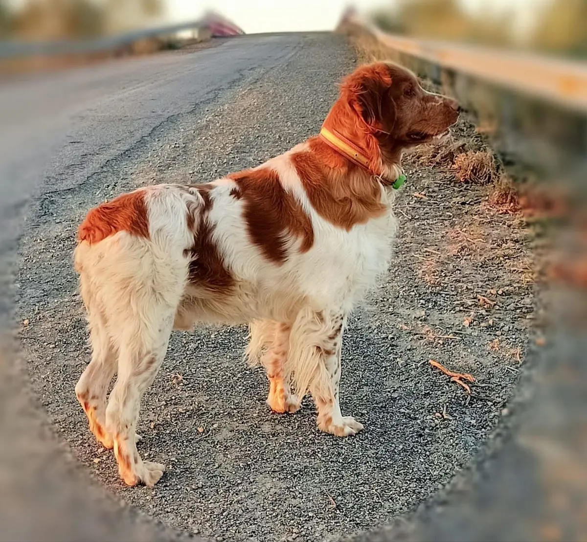 perro lost    Nambroca Perro