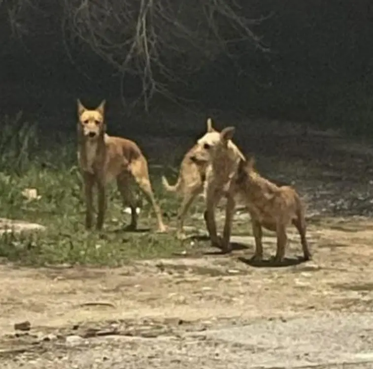 perro lost    Magán Perros
