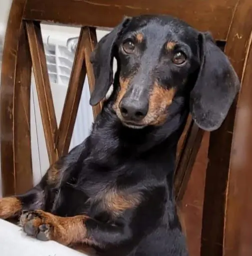 perro lost    Nambroca Quinto
