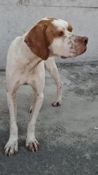 perro lost   45510 Fuensalida Robbie