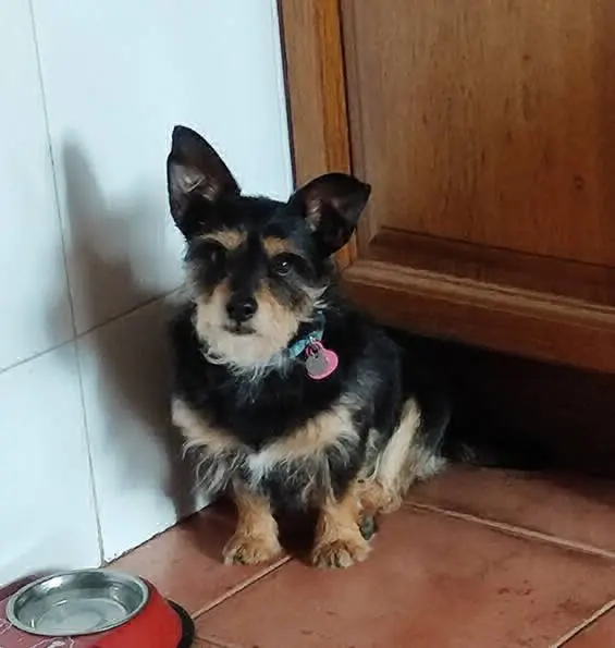 perro lost    Calera y Chozas Simba