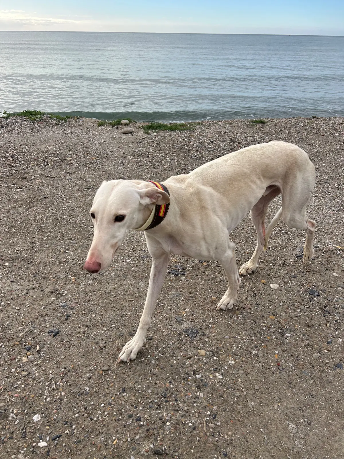 perro lost   45691 La Pueblanueva Thor