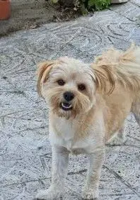 perro lost   45215 El Viso de San Juan Tobby