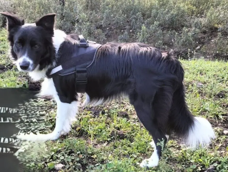 perro lost    Tolède Dante