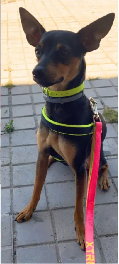 perro lost    Tolède Micco