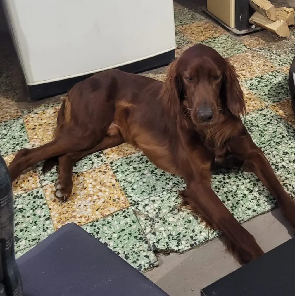 perro lost   45513 Santa Cruz del Retamar Ulkan