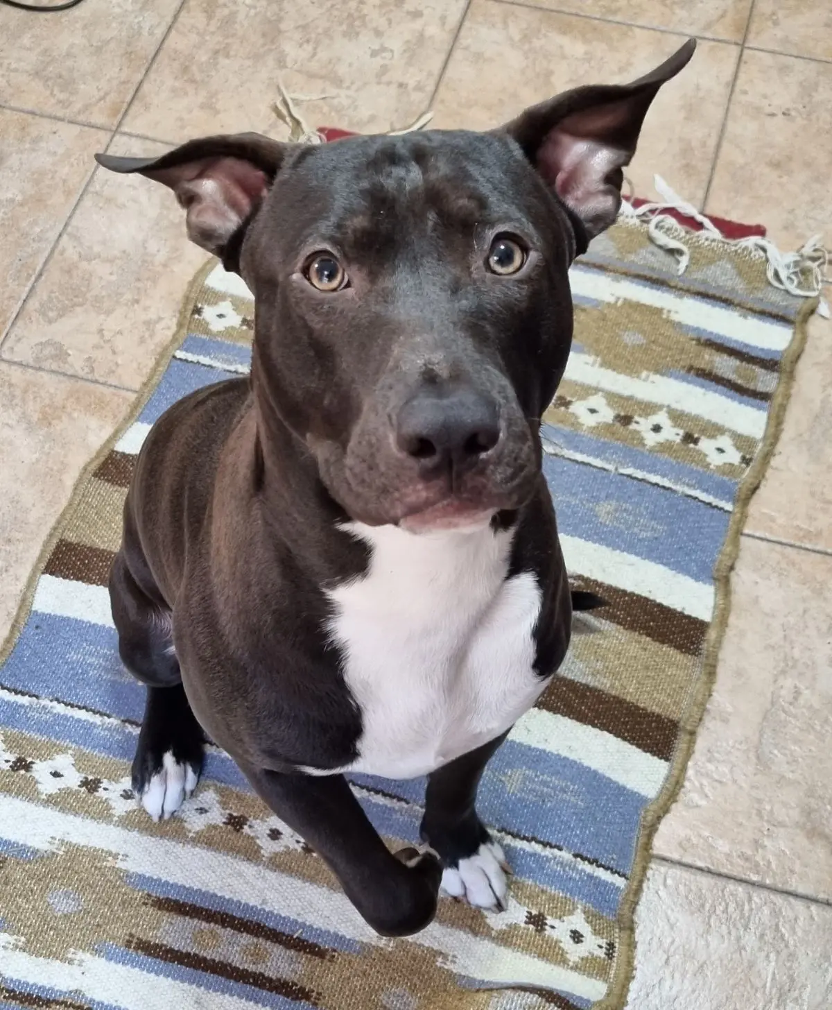 perro lost   46910 Alfafar Arus