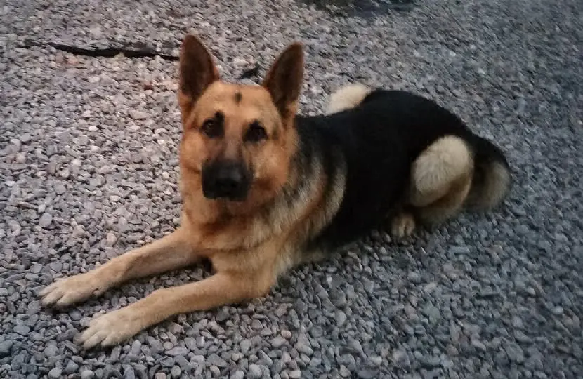 perro lost   46180 Benaguasil Back