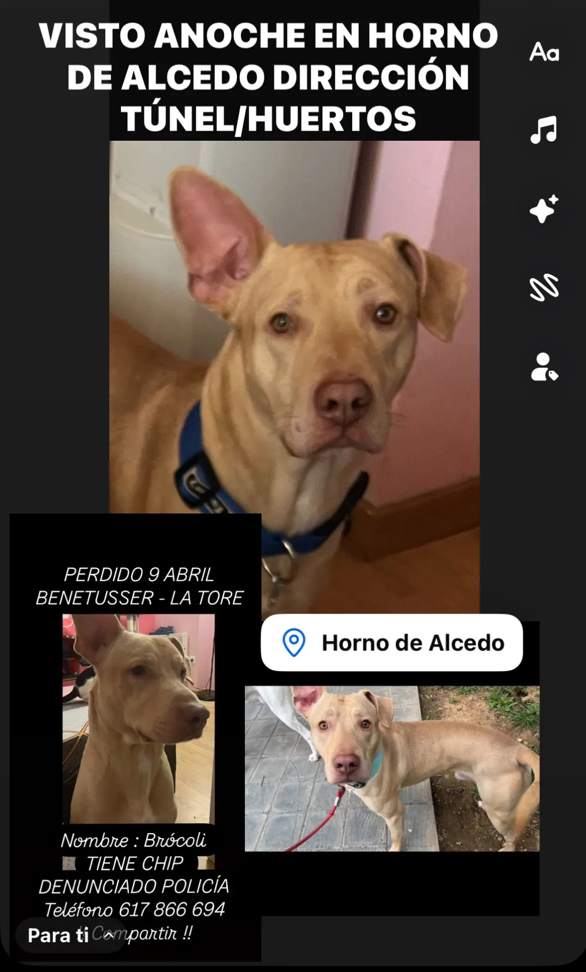 perro lost    Benetússer Brocoli