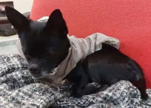 perro lost    Valence Dorito