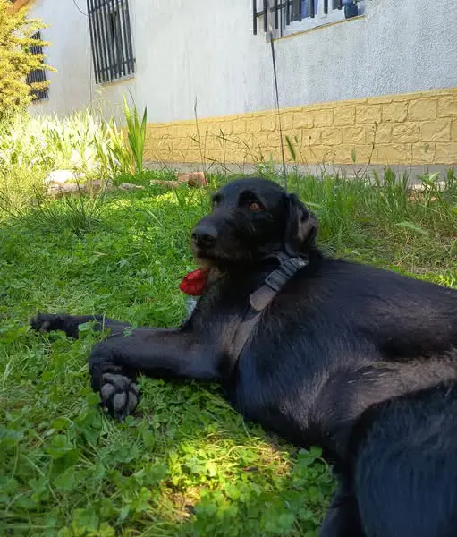 perro lost    Valence Enzo