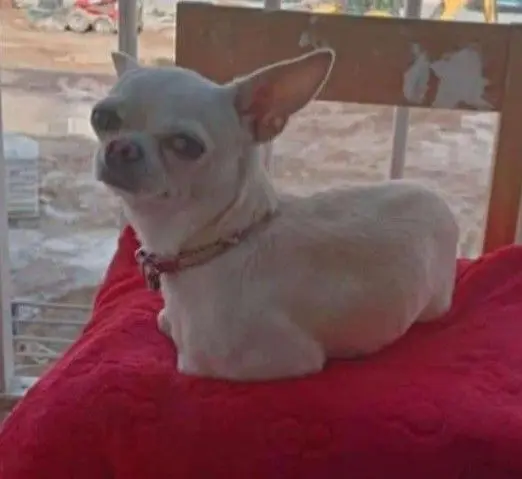perro lost    Valence Roki