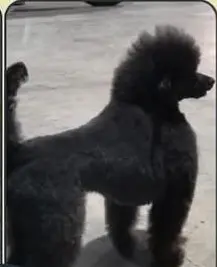 perro lost   46370 Chiva Jim