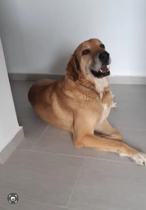 perro lost   46164 Pedralba Chien