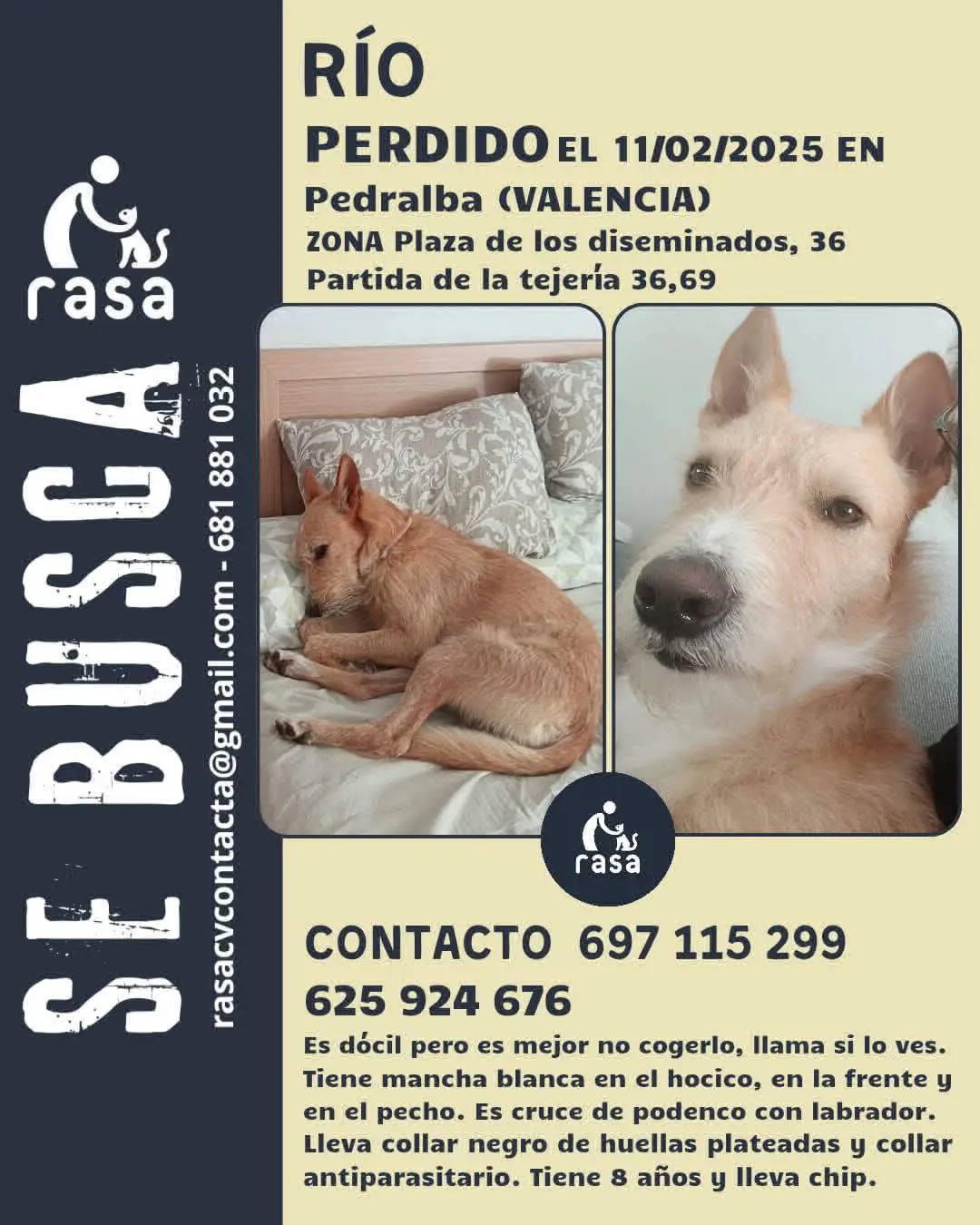 perro lost   46164 Pedralba Rio