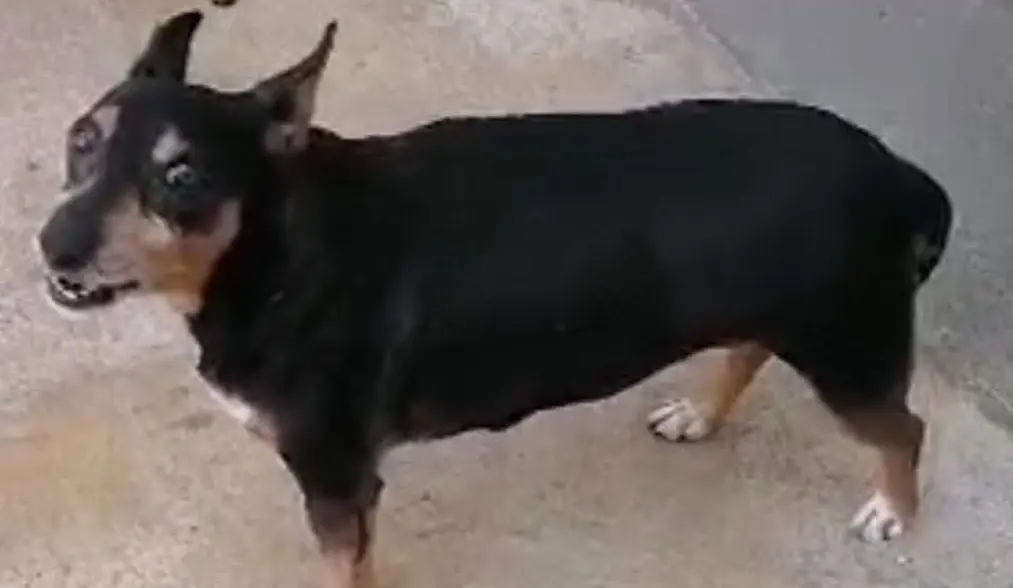 perro lost    Alberic Lolo