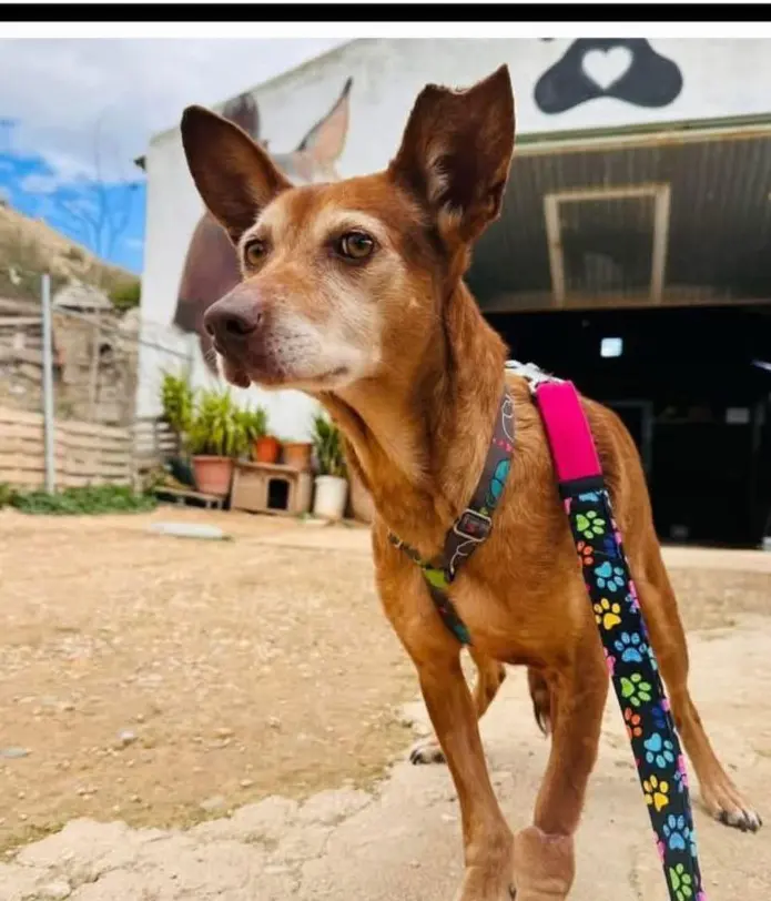 perro lost   46650 Canals Luz
