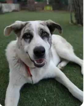 perro lost   46160 Llíria Niebla