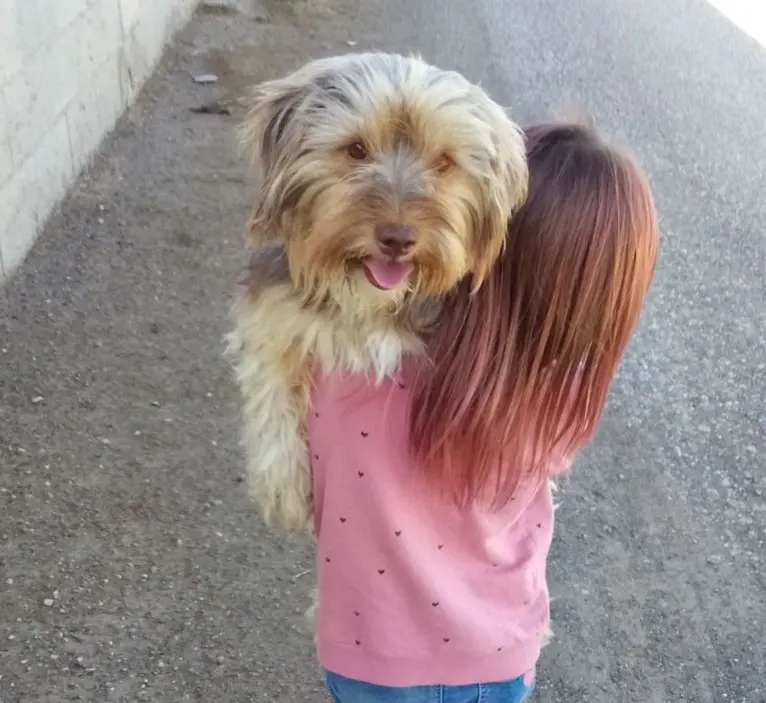 perro lost   46370 Chiva Perro