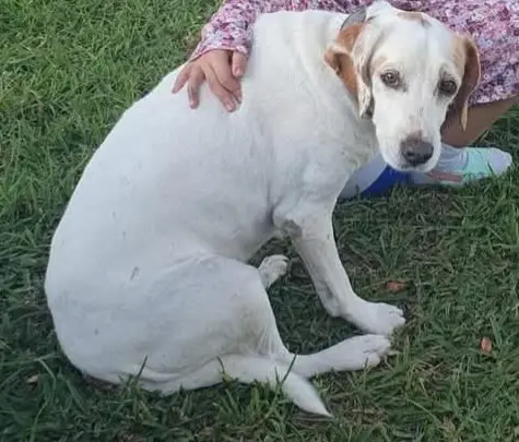 perro lost   46191 Vilamarxant Puma