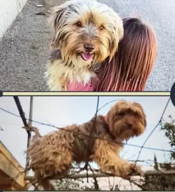 perro lost   46380 Cheste Rayo